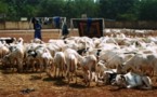 Le PDESOC à Koumpentoum : Entre le rêve et la réalité, des éleveurs expriment leur déception