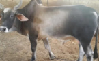 Dakar-Plateau:  Les populations privées de bœufs de Tamkharit