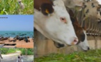 Pour booster l’agriculture et l’élevage à Kaolack: Plus de 180 milliards de Fcfa dégagés