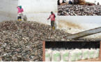 Gestion des pêcheries de petits pélagiques : L’exportation et les usines de farine de poisson constituent un frein