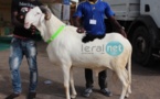 Photos : 9ème édition du Salon international de l'élevage "SALADAM" au CICES 