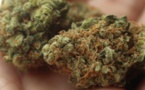 Trafic de drogue: Les époux Camara arrêtés avec cinq kilos de cannabis à Thiénaba