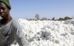 Vélingara / Campagne de production cotonnière : Une mouche parasite l’espoir des producteurs