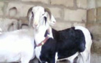 Thiès : des moutons 'ladoum" de Child Fund à 2000 familles