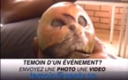 Vidéo : Une mangue qui ressemble à un crâne humain