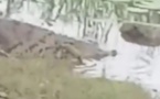 Kaolack: Un crocodile découvert dans une mare à Fass Ridwane, sème la terreur