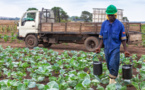 Afrique subsaharienne: Le FMI exige le renforcement de la sécurité alimentaire