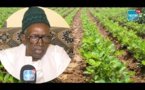 Touba / Hivernage : S. Bara Bousso satisfait, exhorte l'Etat à livrer tôt les engrais