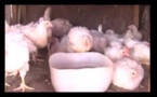 Vidéo: Pénurie de poulets à quelques jours de la Korité