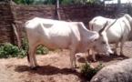 Kaffrine / Affaire des 675 millions FCfa de l’Etat offerts pour l’achat de géniteurs bovins : La fédération « Aynaabe Sénégal Tampi » crie sa désolation