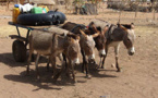 Ndiaram et Darou Salam sans eau: Les populations crient leur soif...
