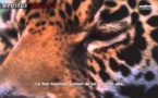 Islam : Le lion et le serviteur d'Allah