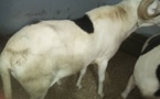 Après le vol de 14 moutons Laadoum d’un « Mbacké-Mbacké » : Birame Bâ sera édifié sur son sort jeudi prochain