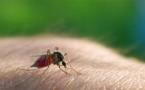 Kaolack : Le paludisme fait des ravages !