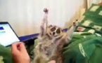 Le Singe Rodrigo Bello