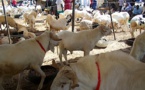 Tabaski 2014: Le Sénégal a besoin de 700.000 moutons 