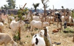 Kolda – 3 voleurs  de moutons, dont un mineur, et 2 receleurs arrêtés à Sikilo