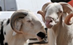188.000 moutons entrés par le poste de Kidira depuis le 10 août