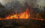 Environnement : Médina Yoro Foula note une tendance baissière des feux de brousse
