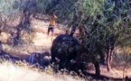 Un hippopotame abattu à Thilogne