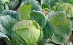 Les bienfaits et les vertus du chou: maigrir, anti cancer, douleur