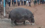 Thilogne : L’autre version sur la mort de l'hippopotame tueur d'un vieillard