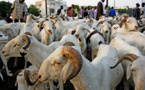 Tabaski : un excédent de 26.000 moutons à Dakar (service de l’élevage)