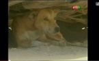 Un mystérieux chien tue six personnes à Tivaouane Peulh : Des familles s’accusent d’anthopophagie… à la gendarmerie