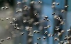 Thiès: Un mort et plusieurs blessés dans une attaque d’abeilles