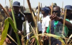 Cheikh Amar veut faire de Serigne Cheikh Saliou Mbacké "le premier agriculteur de toute l’Afrique"
