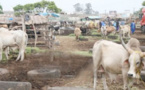 Vent de frustration au foirail de Sicap-Mbao : les jeunes éleveurs ruminent leur colère