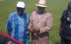 Arrêt sur image-Macky Sall dans les rizières du Walo