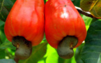 L'anacarde à consommer sans modération