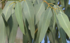 Ses bienfaits sur la santé : L'eucalyptus