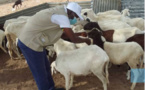 Kédougou : 14 694 bovins et 6 799 petits ruminants vaccinés (Responsable)