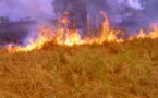 Linguère : 29.550 ha de tapis herbacé brûlés
