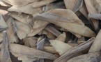 Aibd : 550 kg d’ailerons de raie séchés d’une valeur de près de 200 millions FCfa, saisis