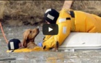 Ces gens n'ont pas hésité à secourir des animaux en danger, une vidéo qui redonne foi en l'humanité