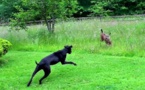 Cette jeune biche s'était approchée trop près de leur maison. La réaction de leur chien va vous étonner !