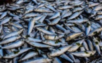 Mbour / Rareté du poisson : La caisse de sardinelle passe de 7 000 à 30 000 FCfa