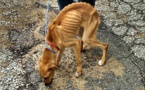 Un éboueur sauve un chien jeté à la poubelle par son maître. Cette histoire va vous briser le coeur !