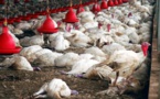 Grippe aviaire : Le ministère de l'Elevage bénéficie de 70 millions FCfa pour l'achat de matériels sanitaires