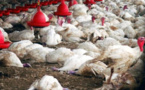 Grippe aviaire dans les Niayes : L’épidémie persiste