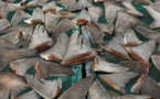 Coups de filet de la Douane : Saisie de 1,600 tonne d'ailerons de requin à Kébémer et de faux médicaments 