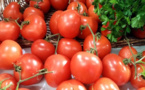 Horticulture : Le Maroc s’est hissé au rang de 3e exportateur mondial de tomates en 2022