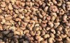 Ziguinchor / Commercialisation des noix d’anacarde : Des producteurs entre craintes et inquiétudes sur le niveau bas des prix au kilo