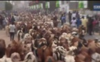 Magal-L'impressionnant troupeau de boeufs, chameaux et moutons de Cheikh Béthio