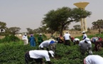 Louga / Lutte pour la sécurité alimentaire : La Commune de Niomré abrite la journée de lancement
