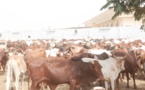 Magal : Cheikh Béthio Thioune a distribué plus de 2000 mille bœufs 