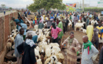 Cumul de fonctions de Premier ministre et ministre de l’Elevage : Les éleveurs du foirail des petits ruminants, inquiets de l’opération Tabaski